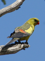 Regent Parrot (eastern sub species), Damon Oliver