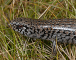 Alpine She-oak Skink, Dave Hunter