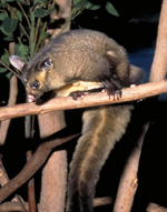 Yellow-bellied Glider, Joel Winter