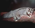 Squirrel Glider, <a href="http://http://en.wikipedia.org/wiki/File:Squirrel-Glider-at-Lone-Pine.jpg" class="linkBlack100" target="_blank">Figaro</a>