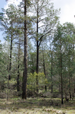 Sandhill Pine Woodland, Wahgunyah, David Parker