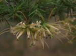 Flowering branch of <I>Grevillea juniperina</I> subsp. <I>juniperina</I>. <a href="http://picasaweb.google.com/orkology" class="linkBlack100" target="_blank">Greg Steenbeeke, Orkology</a>