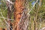 Allocasuarina inophloa bark, Kungala
