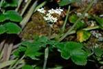 Flower, Mountain Angelica