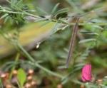 Flower, fruit and foliage of Tephrosia filipes