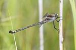 Coastal Petaltail <em>Petalura litorea</em>
Bongil Bongil National Park