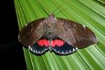 Southern Pink Underwing Moth, Tweed Valley