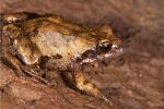 Philoria richmondensis. Richmond Range National Park. Photo Ross Knowles.