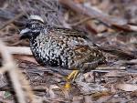 Black-breasted Button-quail - Geoff Walker