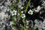 Kardomia granitica flowers