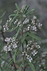 Box Range Zieria flowering branchlet