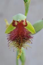 Pretty Beard Orchid flower