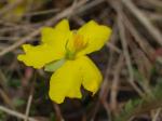 Details of the flower and stamen arrangement of the Bankstown Guinea-flower, <I>Hibbertia puberula</I> subsp. <I>glabrescens</I> (= <I>H</I>. sp. Bankstown).