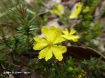 Julian's Hibbertia flower