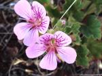 Omeo Storksbill, flower details. 