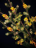 Close up picture of Pultenaea sp. Olinda