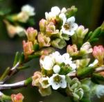 Flowers of <I>Micromyrtus minutiflora</I>. <a href="http://picasaweb.google.com/orkology" class="linkBlack100" target="_blank">Greg Steenbeeke, Orkology</a>