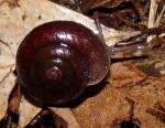 Pommerhelix duralensis individual. Photo © P. Ridgeway