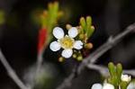 Baeckea kandos, flower