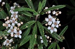 Flowering branchlet - Parris's Zieria