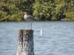 Single individual Botany Bay