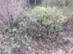 Banksia vincentia habit