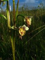 Flowers of <I>Diuris eborensis</I>. <a href="http://picasaweb.google.com/orkology" class="linkBlack100" target="_blank">Greg Steenbeeke, Orkology</a>