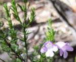 Prostanthera cryptandroides subsp. cryptandroides, flowers and leaves