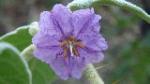 Solanum sulphureum flower