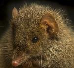 Black-tailed Antechinus - Photo Garry Cranitch