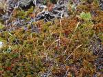 Feldmark grass culms emerging from prostrate Epacris microphylla shrub