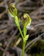 Pterostylis vernalis