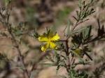 Hibbertia stricta subsp. furcatula