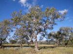 Coolibah - Black Box Woodland EEC