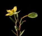 Flower and outer calyx of Hibbertia fumana showing details and pedicellate flower.