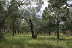 Fuzzy Box Woodland, TSR south of Dubbo