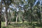 Inland Grey Box woodland, TSR east of Dubbo