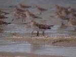 Roosting Bar-tailed Godwits (Western Alaskan) at Coomerong Island