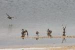 Red Knots, Lake Wolumboola