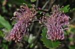 Tumut Grevillea flowers - close-up. John Briggs