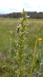 Prasophyllum petilum with pollinating Hymenoptera