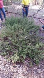 Clump of several individuals in Orange Botanic Gardens