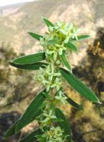 Pimelea cremnophila, foliage and flowers