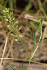 Lepidium peregrinum showing leaf and seed head.