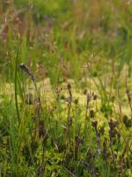 Betts Creek, Perisher Wallaby Grass