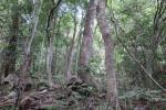 Illawarra Subtropical Rainforest in the Sydney Basin Bioregion, Curramore 