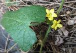 Cucumis althaeoides flowers