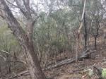 Araluen Scarp Grassy Forest, with Eucalyptus melliodora, E. tereticornis and E. globoidea. Majors Creek SCA.