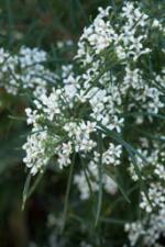 Zieria granulata in flower 