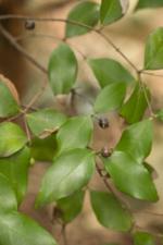 Gossia acmenoides with fruit 